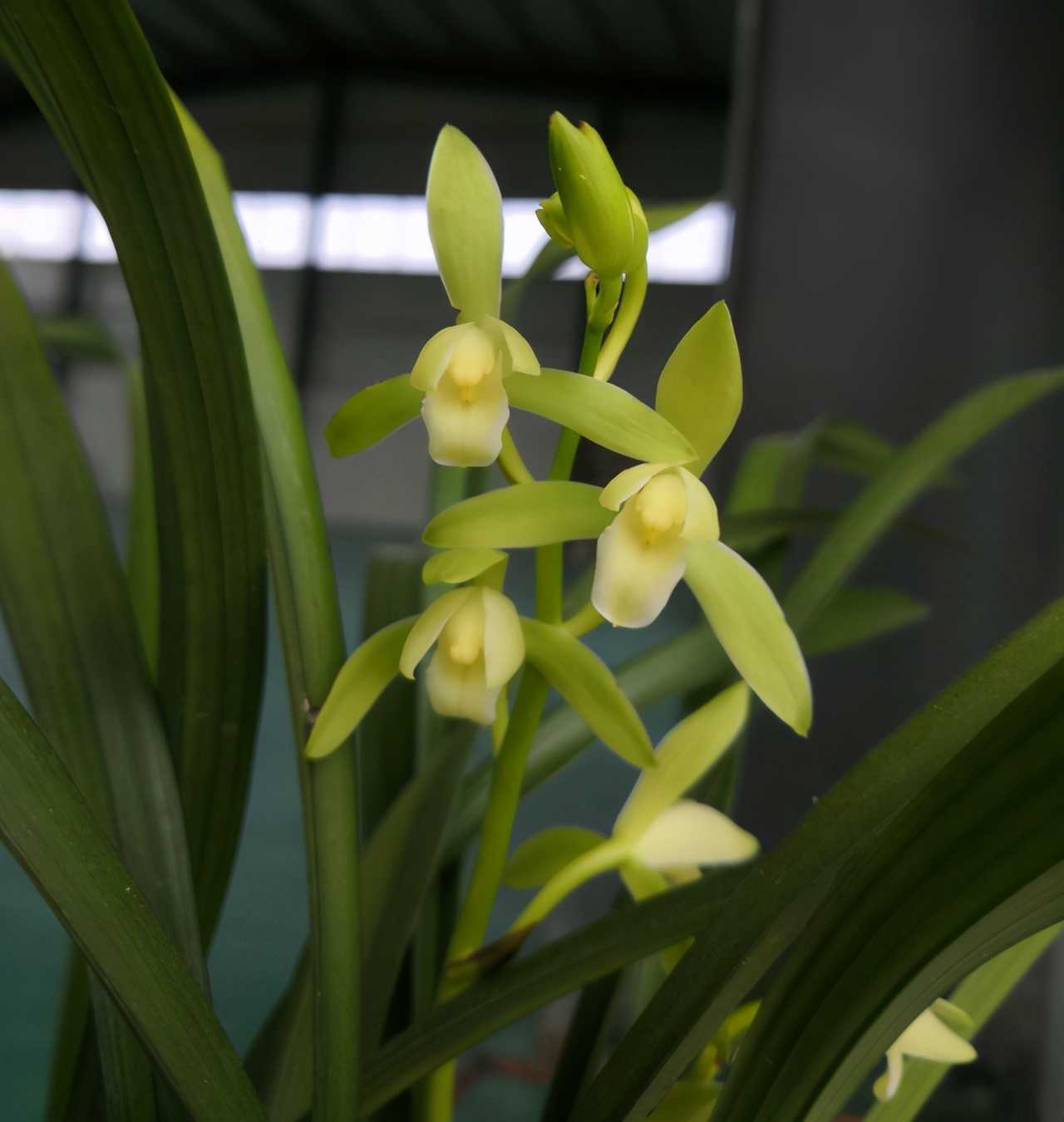 兰花哪个名贵好养活又好看,老花匠养兰花有技巧