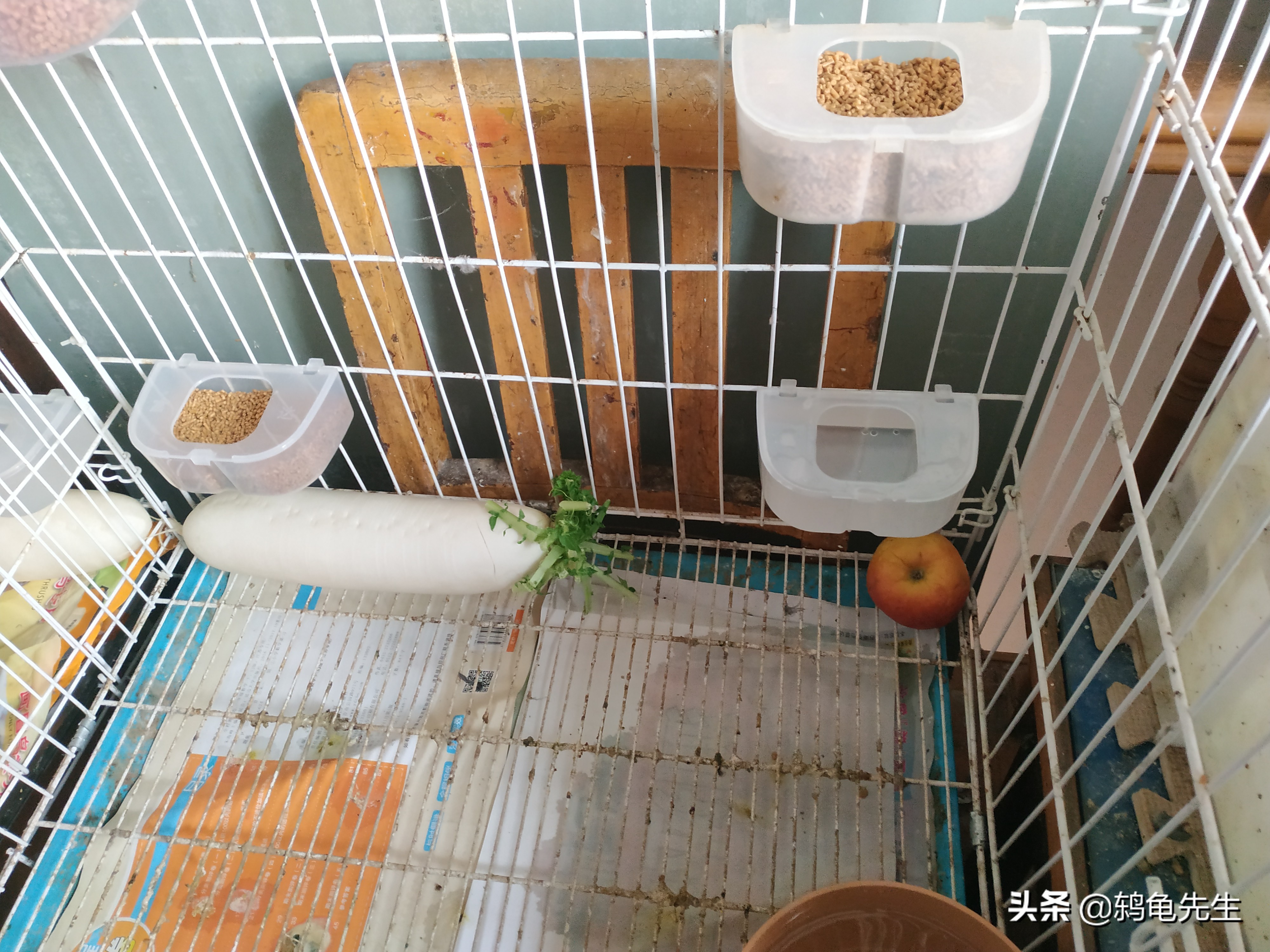 宠物鸟过年怎么带回家,出远门宠物鸟怎么办