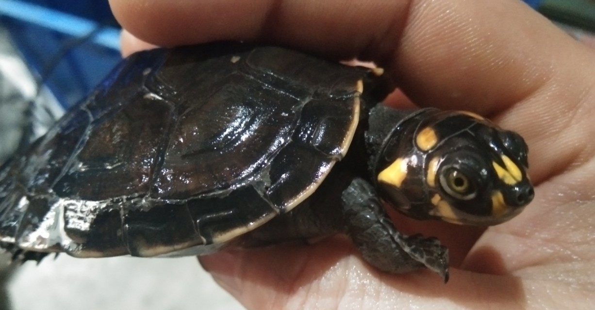 黄头侧颈龟到底能不能养,养黄头侧颈龟适合造景么