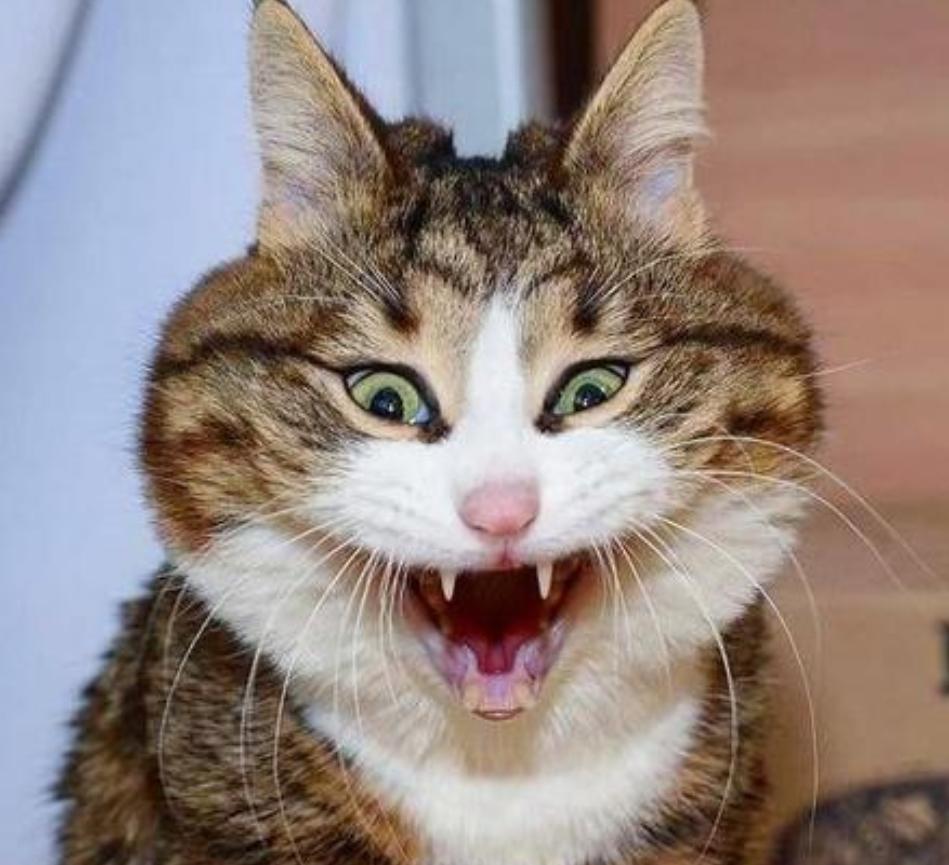 如何训练小猫咪在笼子里面不乱叫,小猫咪晚上一直嘶吼什么原因