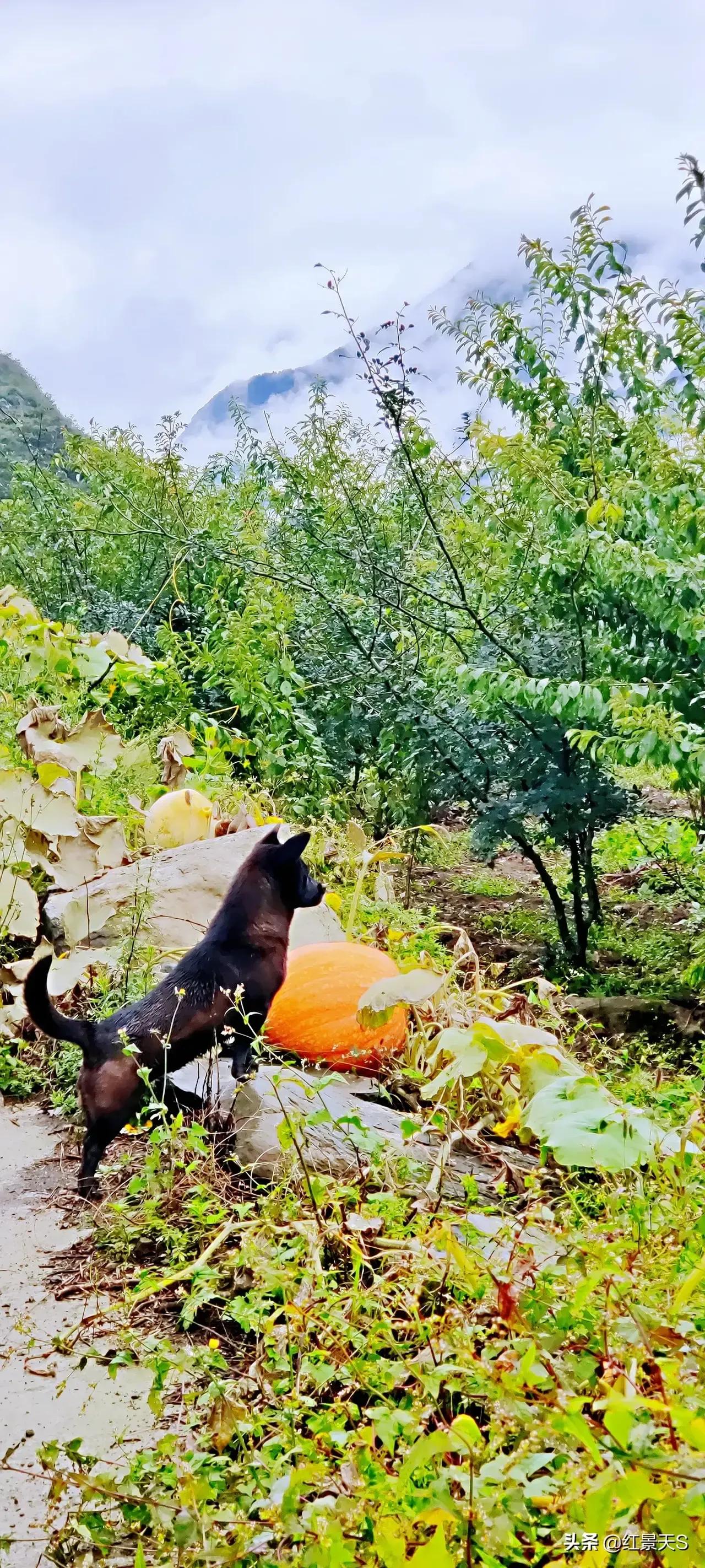 我们和流浪狗本质上没有什么不同,狗狗和流浪狗的故事真的很多