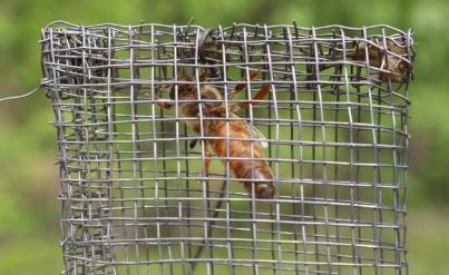 蜜蜂保存方法及技术,蜜蜂养殖十大忌讳新手必看