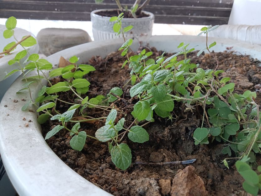 花生与薄荷,薄荷花生