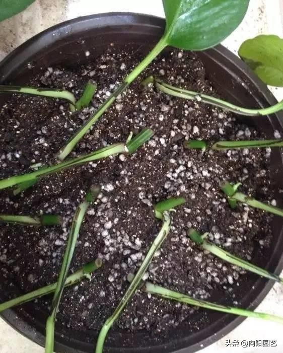 绿萝扦插的最佳方法,绿萝不用生根液怎样生根