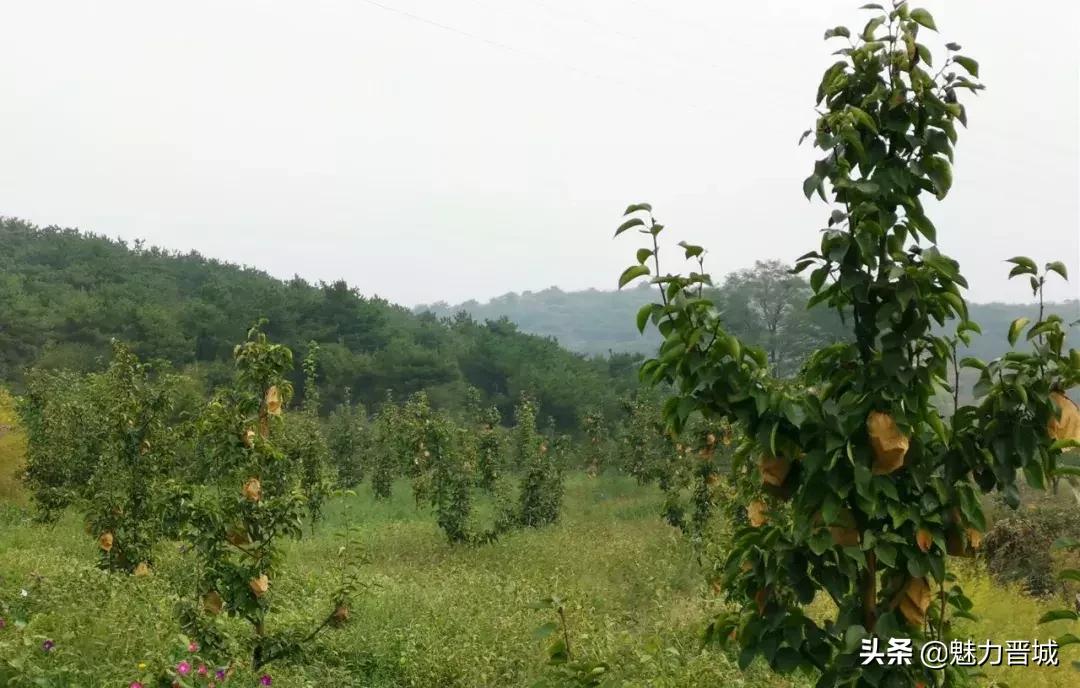 自家果园翠冠梨脆甜多汁欢迎采摘,砀山果园现摘青皇冠梨