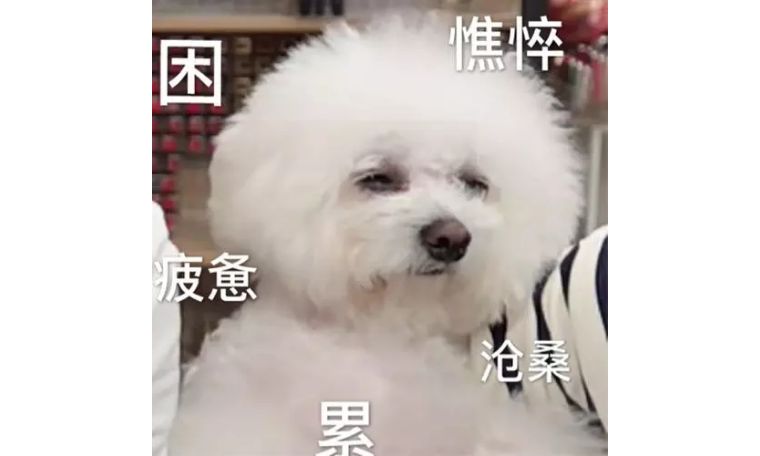 ysl人鱼姬,ysl人鱼姬色号