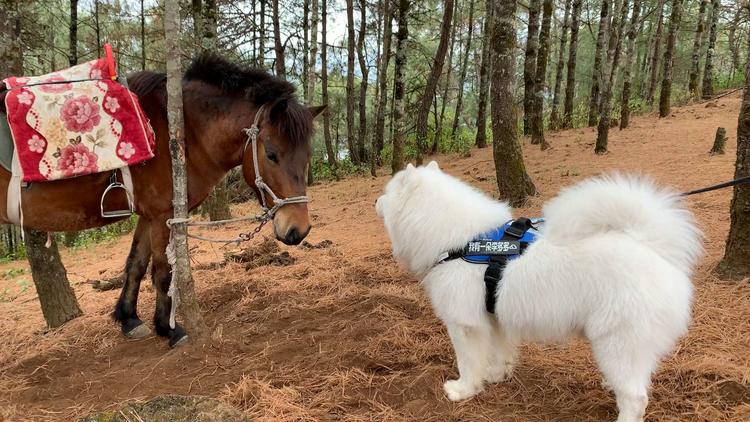 「第四期」一辆房车,三只毛孩子,三个姑娘,9476公里奇遇记