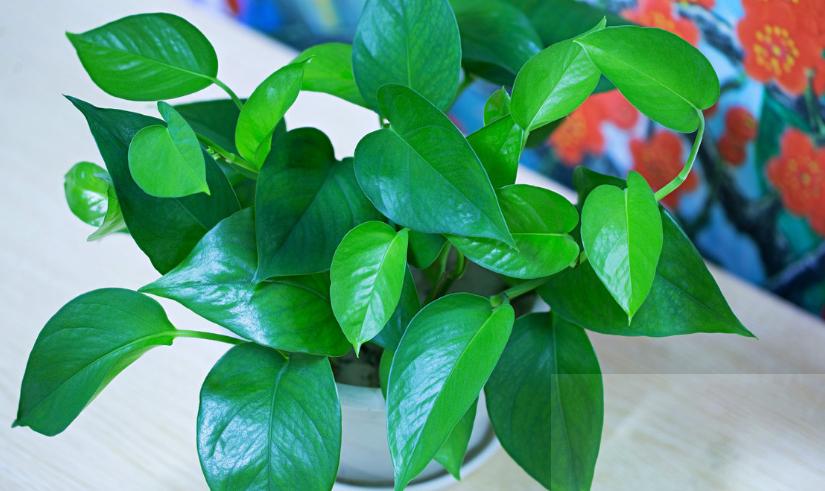 绿萝生长稀疏不密怎么办,绿萝怎么养才能更旺盛小知识