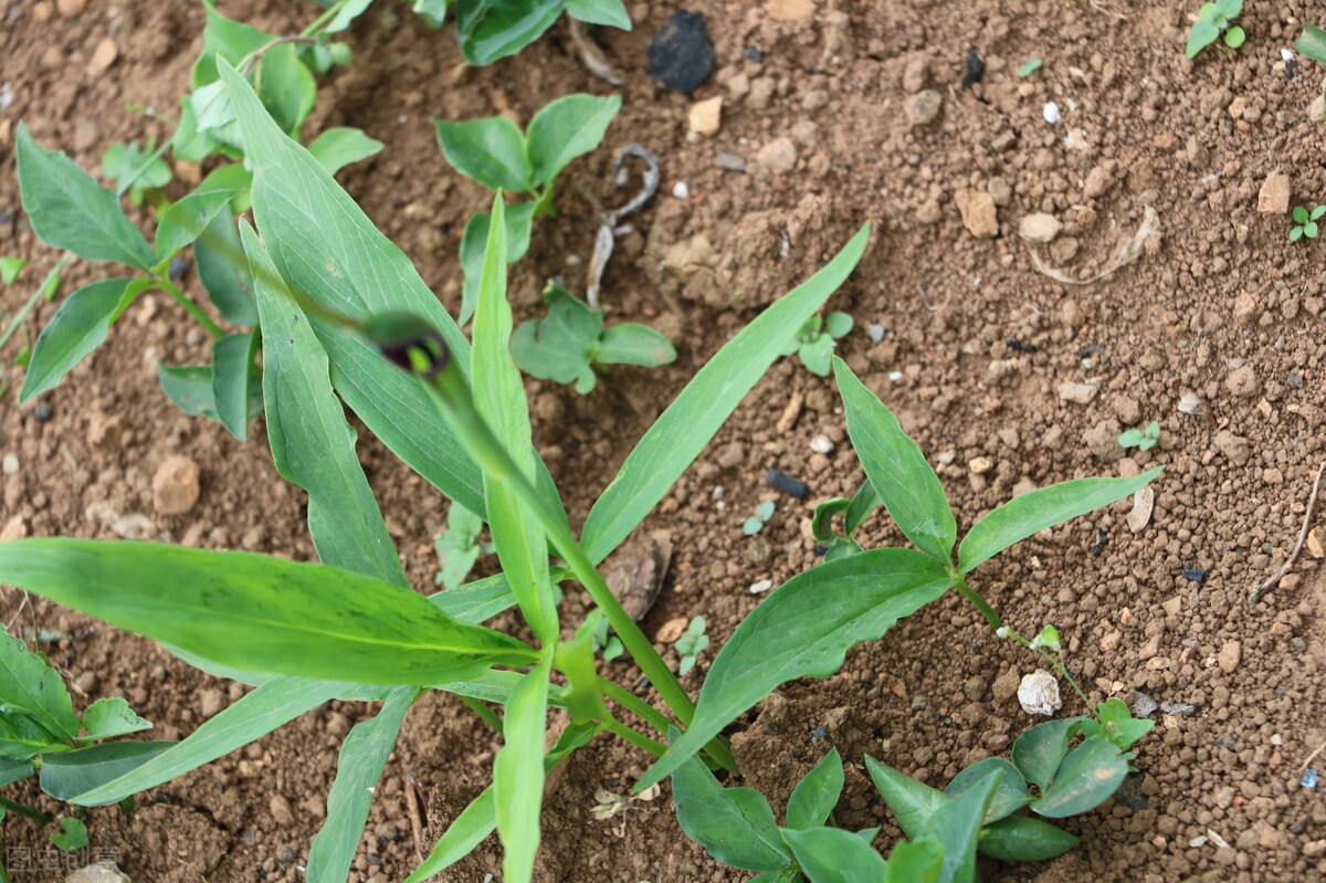 温胆汤中医十大经典名方,中医温胆汤治什么病