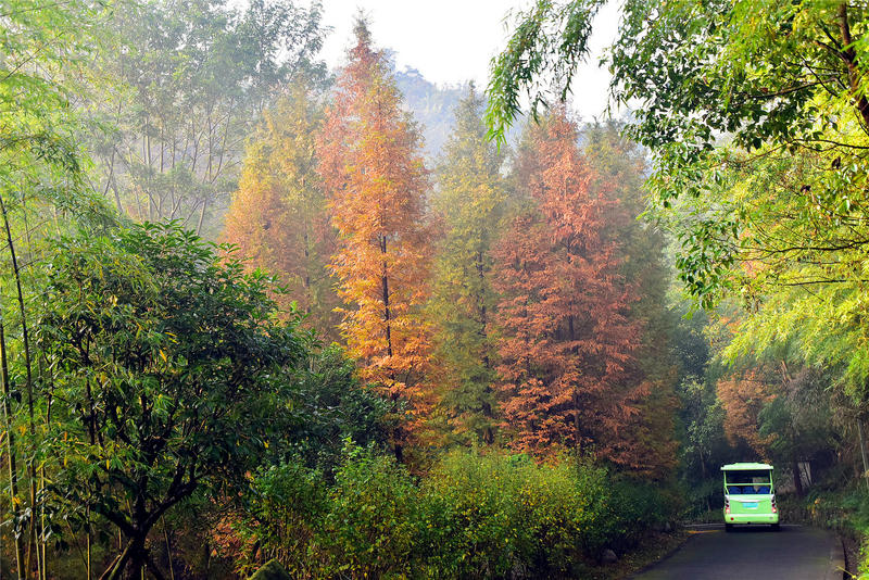 置身于童话中的九寨沟,畅游人间仙境黄龙九寨沟七日游