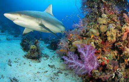 大海里面的鲨鱼到底有多可怕,如果鲨鱼灭绝了海洋会怎样