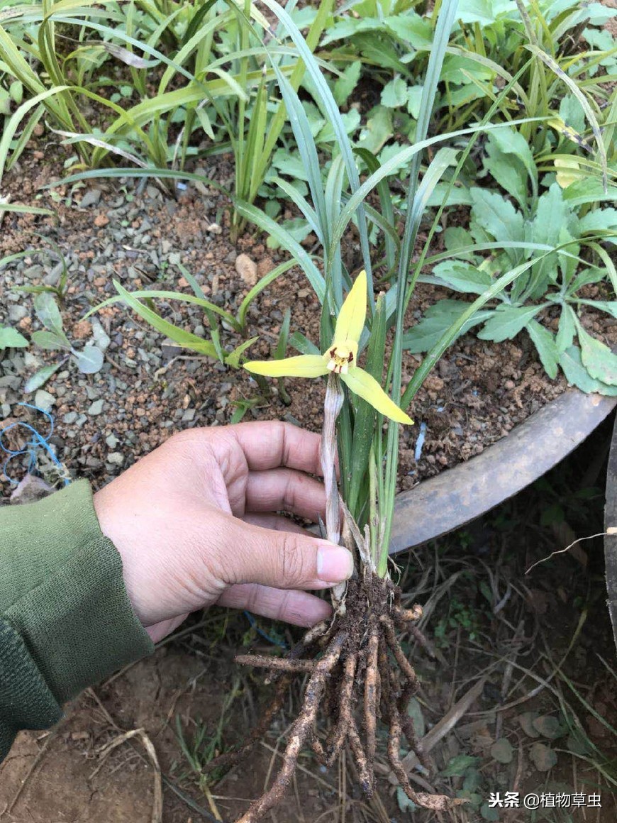 贵州兰花最好的地方在哪里,哪个地区的兰花好养