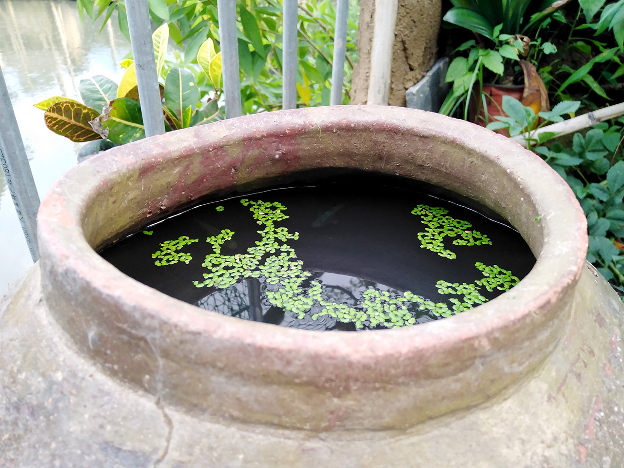 金鱼陶瓷缸,乌龟金鱼陶瓷缸混养