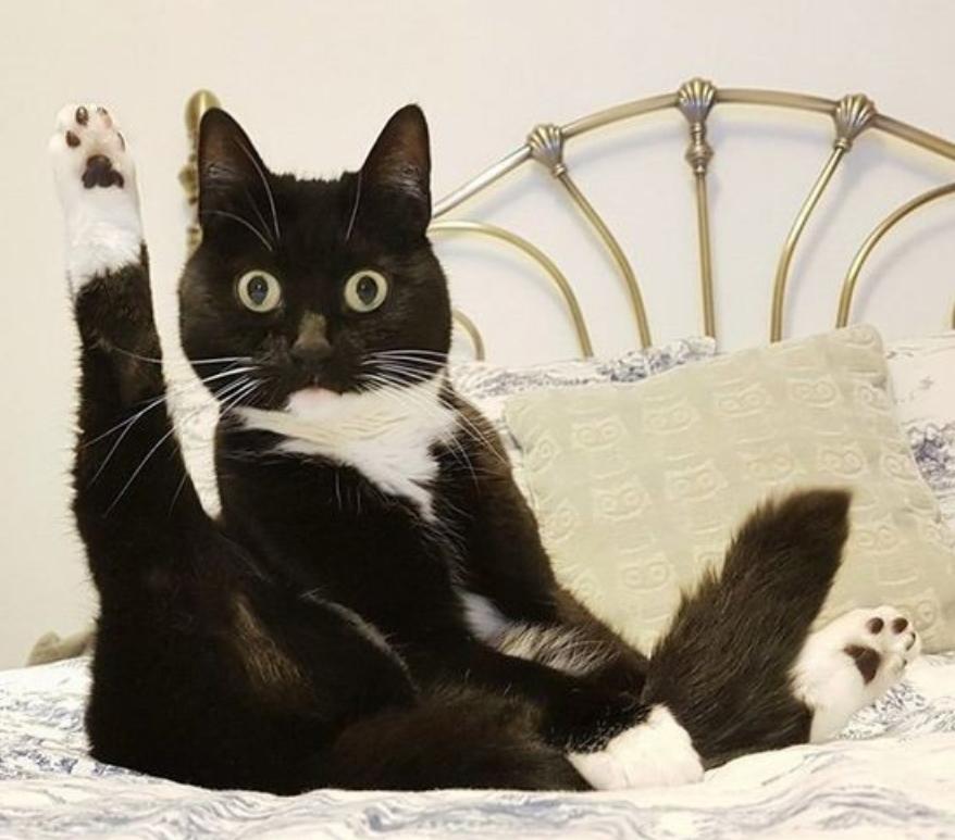 猫猫吃了蟑螂怎么办,猫猫吃了虫子怎么办