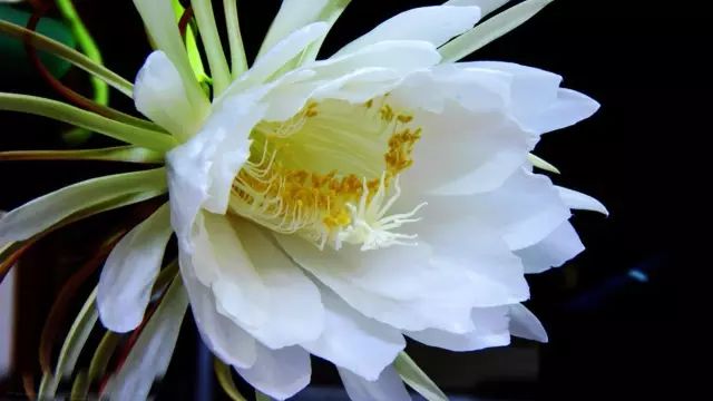 北方喜阴的室内植物花卉有哪些,喜阴耐寒的室外花卉植物有哪些