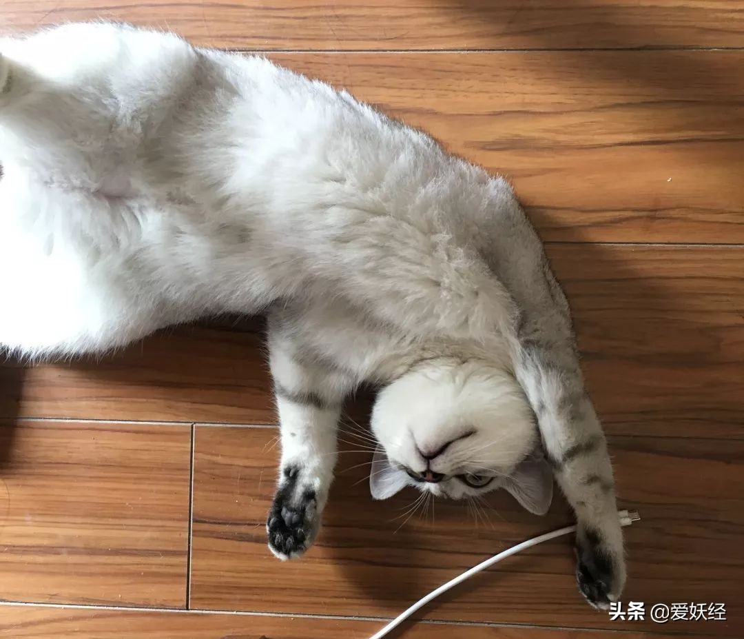 铲屎官减肥瘦身,吐毛球的铲屎官