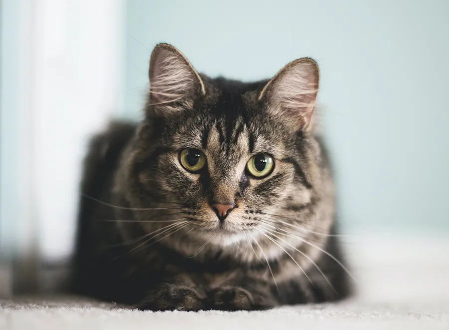 小佩宠物饮水机漏水,小佩饮水机漏电对宠物有害吗