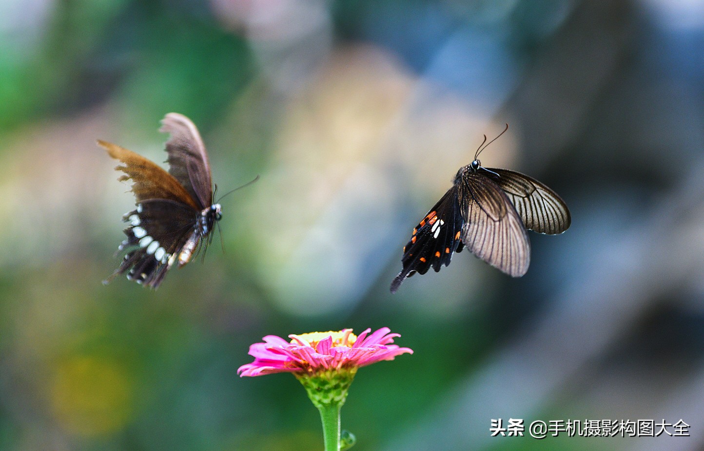 拍蝴蝶最大收获,拍蝴蝶技巧