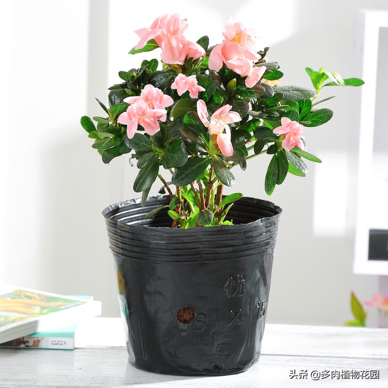 新发芽的杜鹃花怎么不开花,杜鹃花从花苞到开花需要多久