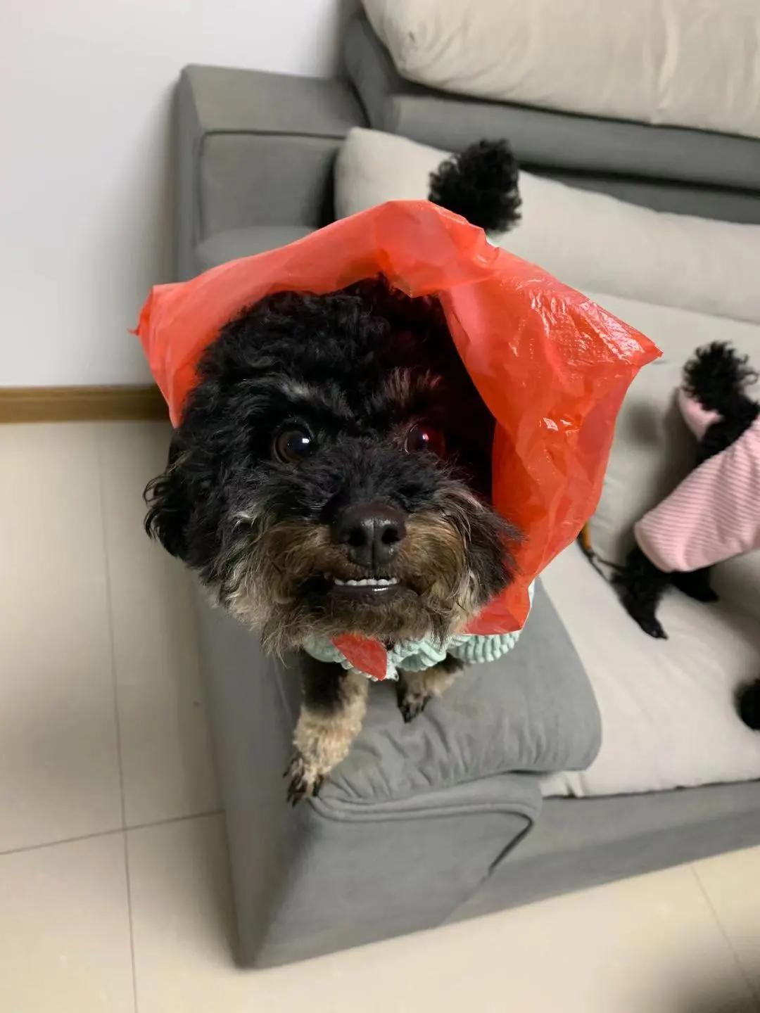 男生猛犬穿女装,男生细狗穿女装