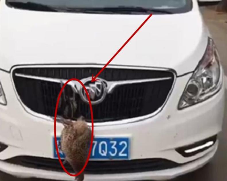 有的车遮挡车牌怎么还可以上路,遮挡号牌处罚没有罚单