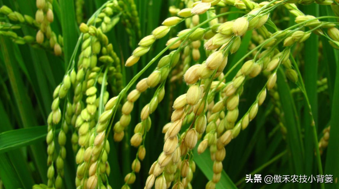 如何防止水稻黄叶,水稻抽完穗黄叶黑杆是什么原因