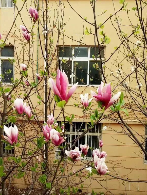 看到花的时候,不知是什么花?那就收下这份百花图谱