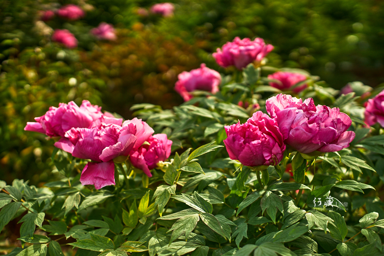 牡丹盛开的地方牡丹园,牡丹园牡丹花竞相绽放