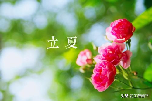 立夏|春红散尽,绿意盈然