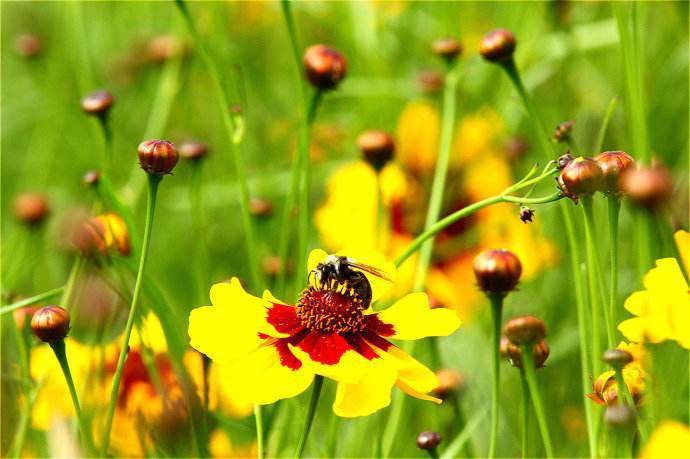 天山雪菊自家种的功效咋样,天山雪菊可以长期存放吗