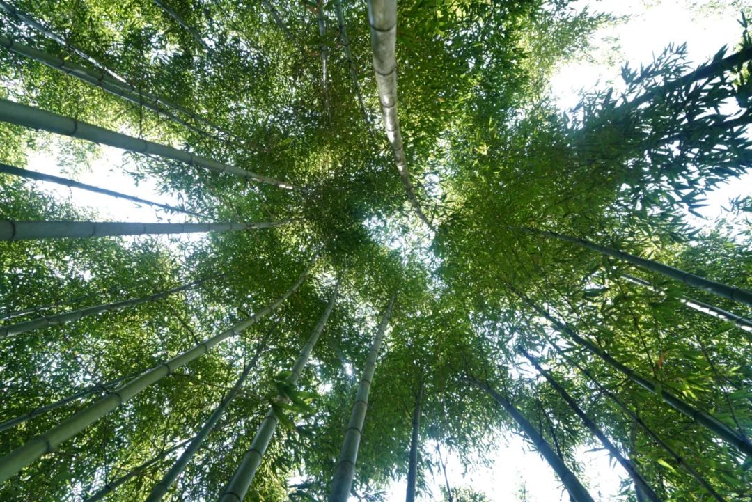 硬核!央视《味道》拍摄在腾冲完美收官!