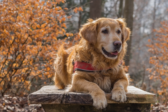 金毛犬喜欢咬东西怎么办,金毛犬为什么喜欢咬鸡