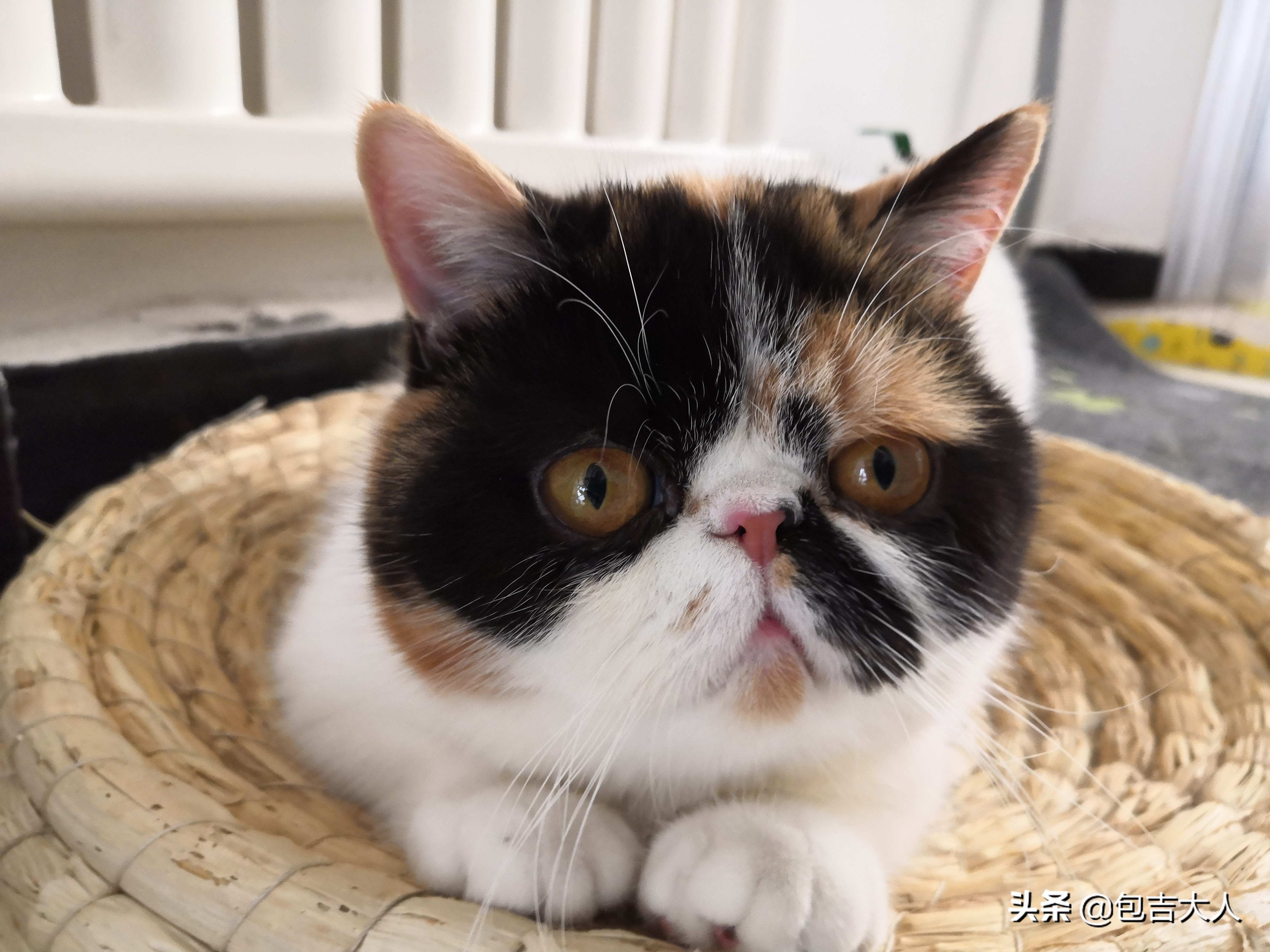 猫咪需要哪些营养品和生活必需品,猫咪必需品和智商税