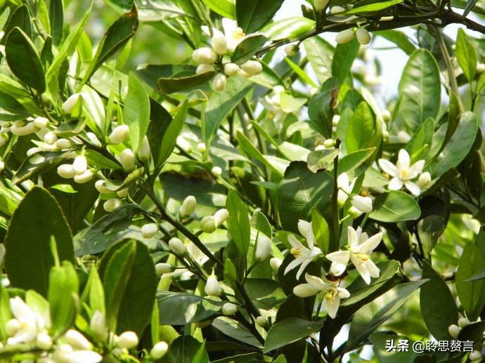 橘柚花诗词精选一十八首蓼岸风多橘柚香，堪怜堪爱还堪惜