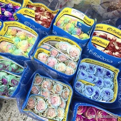 最好的进口玫瑰,进口玫瑰品种