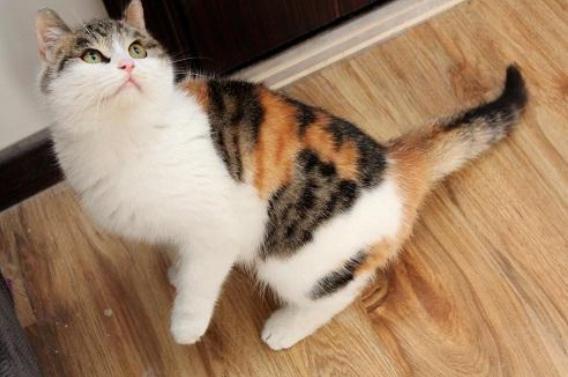 土猫难道真比不过宠物猫吗,洋猫土猫差距有多大网友太真实了