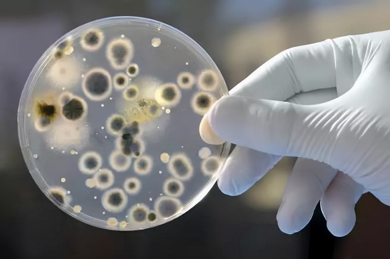 如果苍蝇灭绝对地球有什么影响,假如苍蝇灭绝了世界会变成什么样