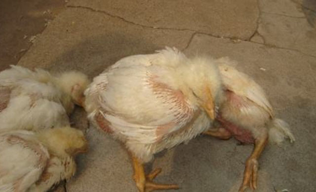 鸡拉绿色粪便的原因及治疗,鸡拉黄屎怎么处理