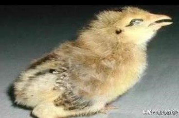 老兽医：鸡群10种异常呼吸音“一病一图”汇总，建议养鸡人看看