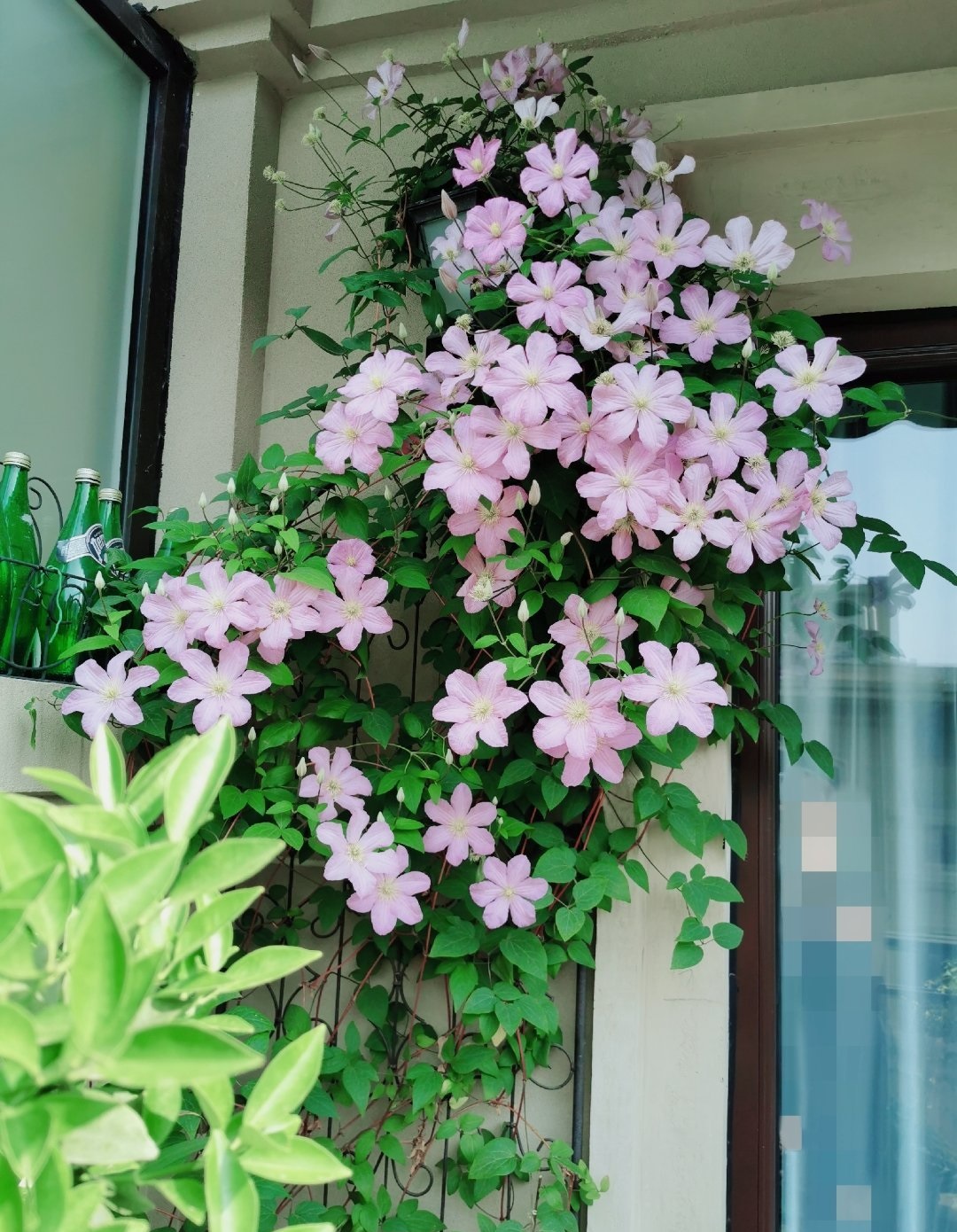 包查德女伯爵铁线莲耐热怎么样,包查德女伯爵