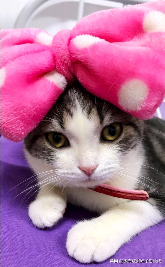 猫咪治病真实案例,猫咪治病真实记录