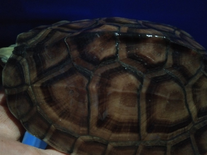 养的龟突然死了寓意什么,养龟老莫名其妙失踪