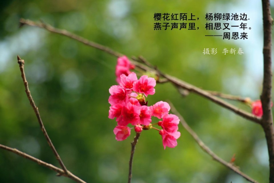 李新春,李新春艺术欣赏