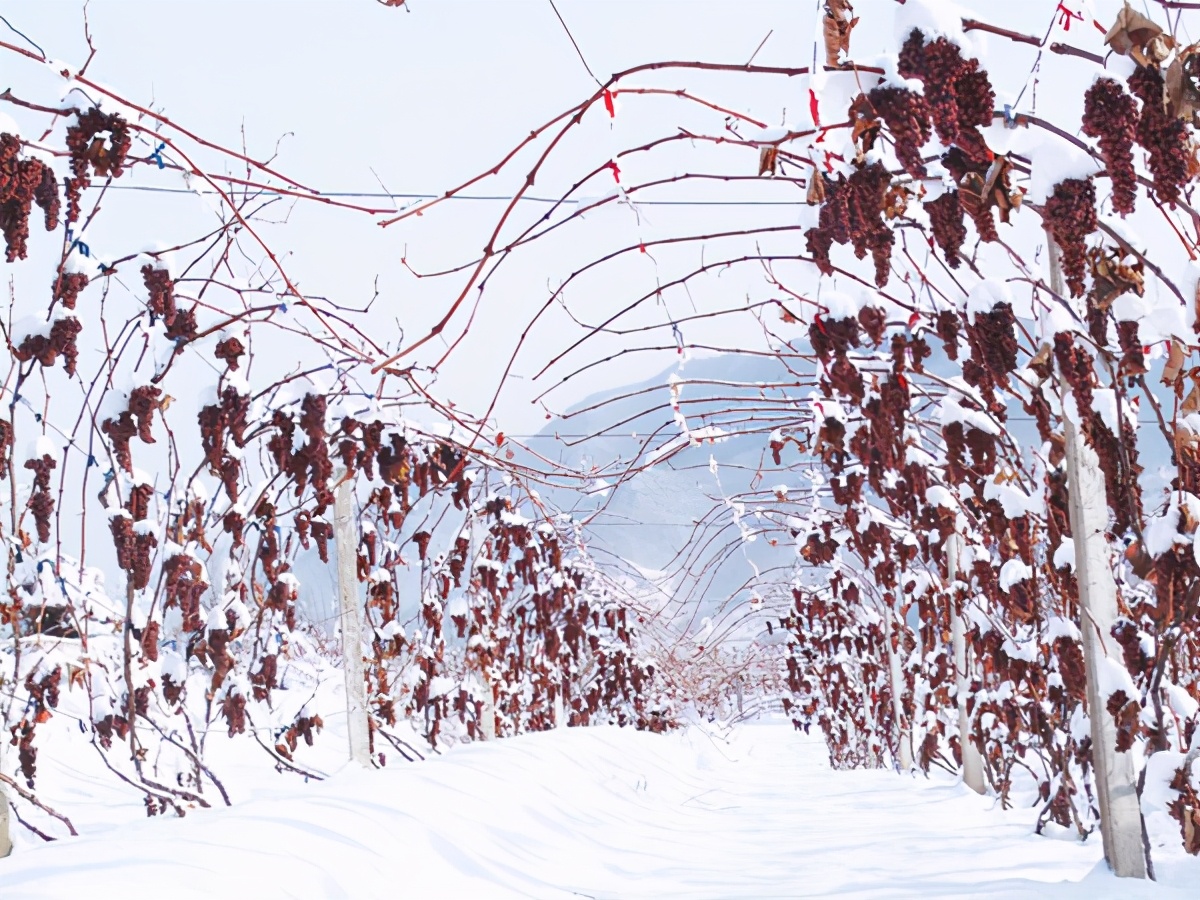 一张图卖出天价,一张图片卖出天价