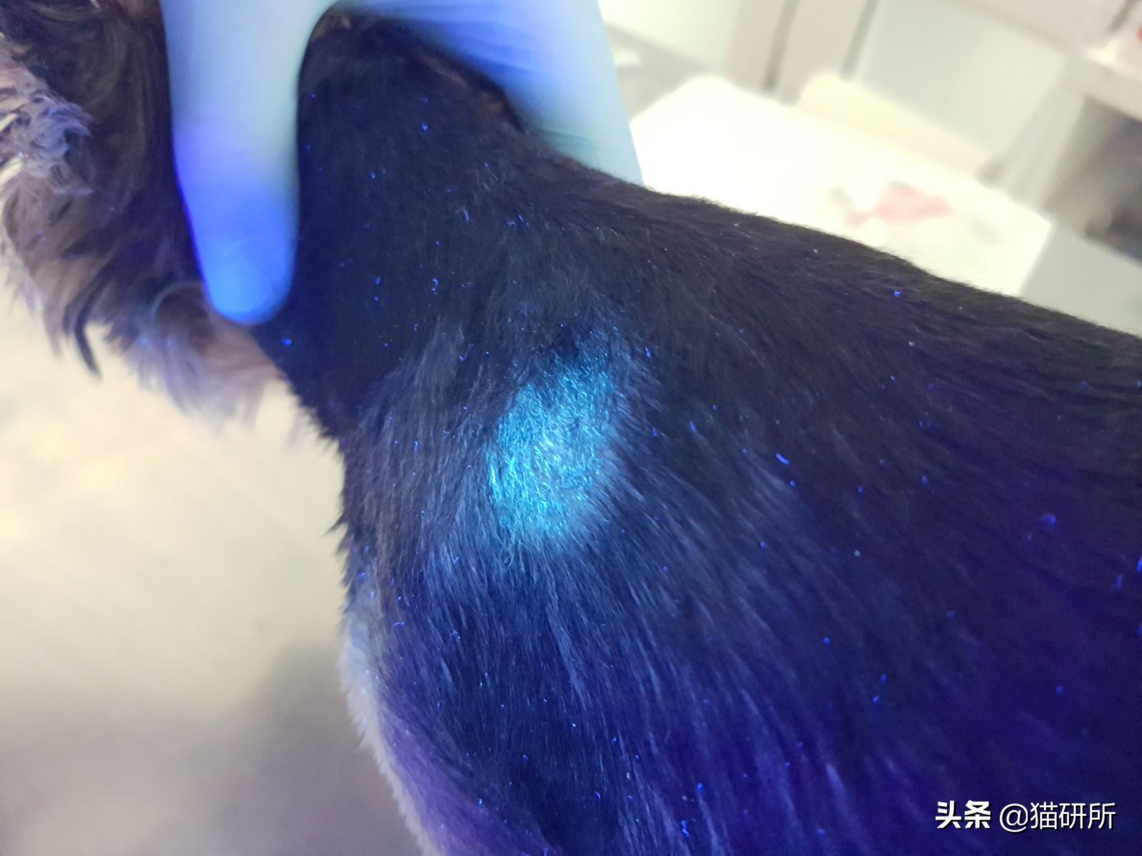 专业宠医答疑：新猫进家前必做的6项体检，万万不可少！