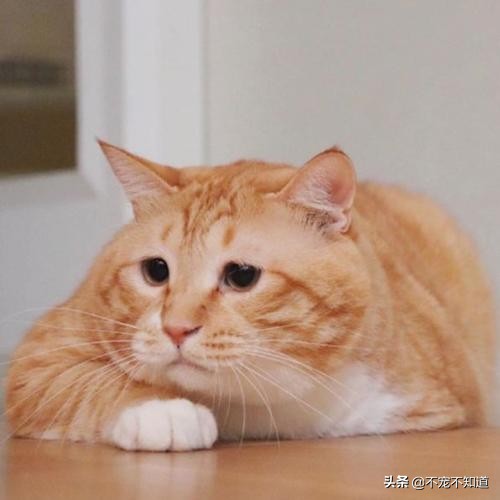 猫咪超过三天不吃东西——小心有疾病潜伏
