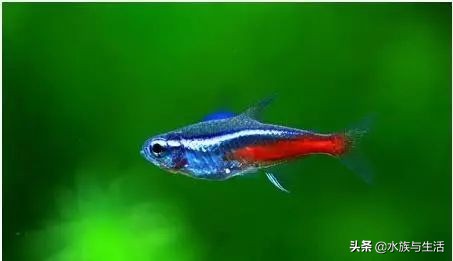 怎么让灯科鱼长得快,怎样把灯科鱼养好