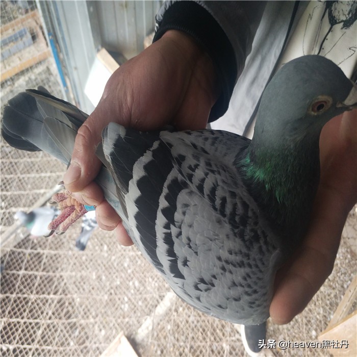 赛鸽如何防天落鸟,当鸽子遇到危险它会不会向人求救