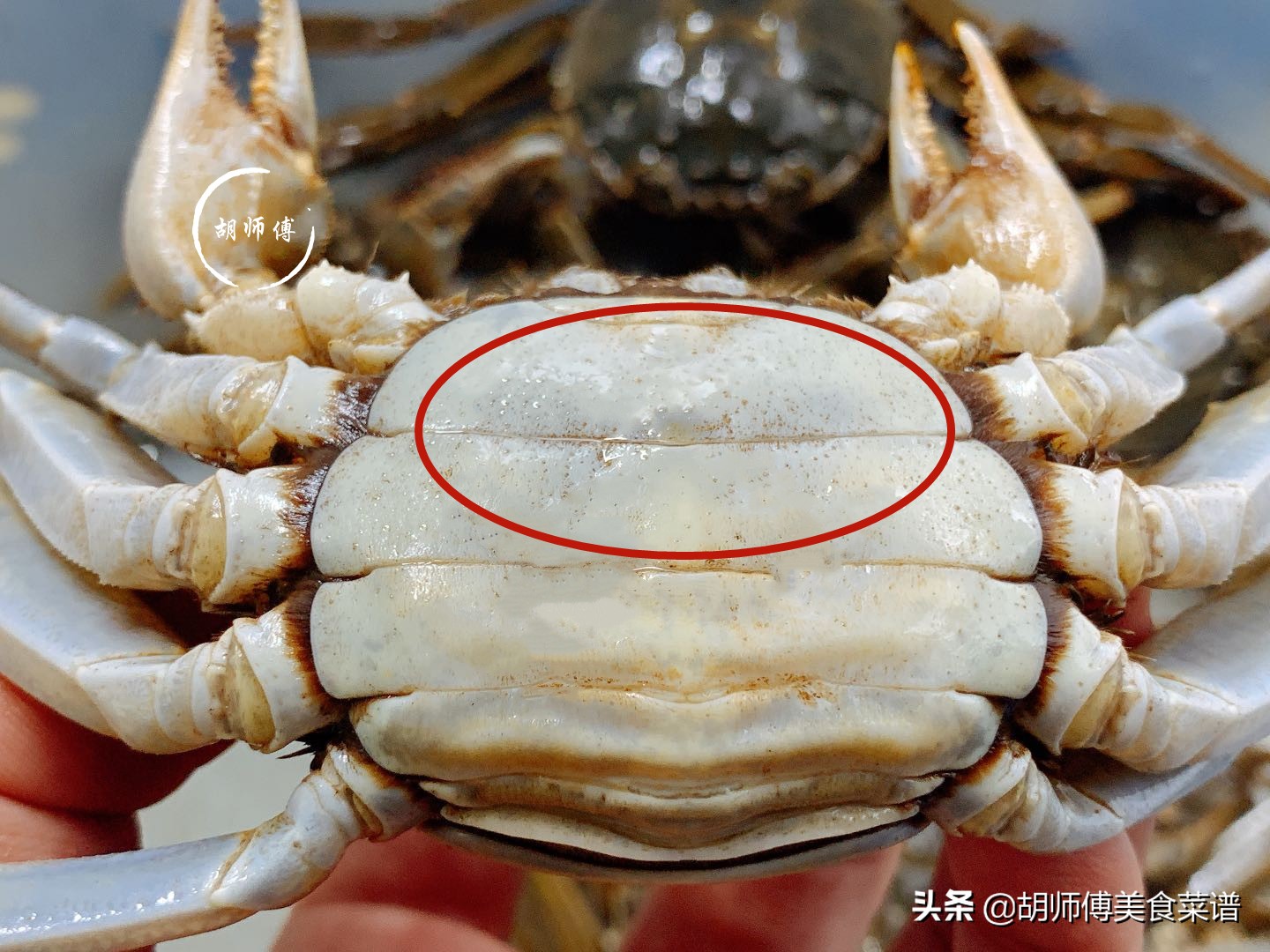 螃蟹要买公的还是母的怎么挑,教你挑选螃蟹的8个技巧