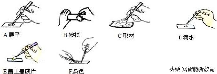 中考生物知识点汇总初中,初中生物中考必考知识点完整版